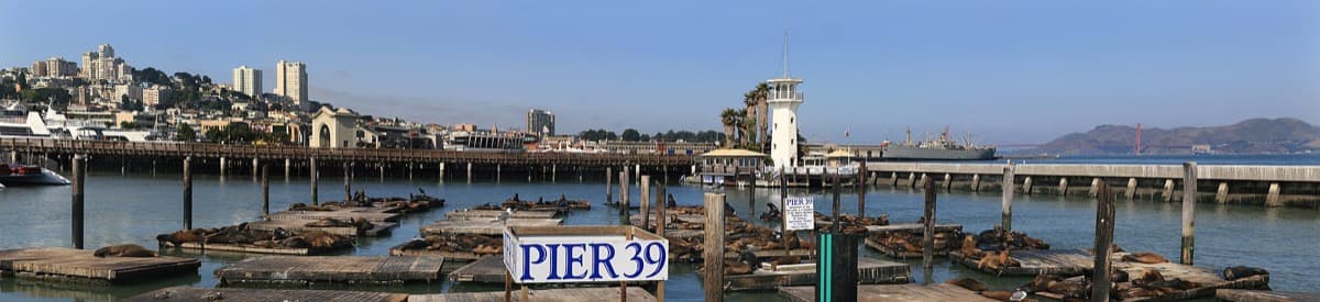 Sea lions hauled out on the docks at Pier 39